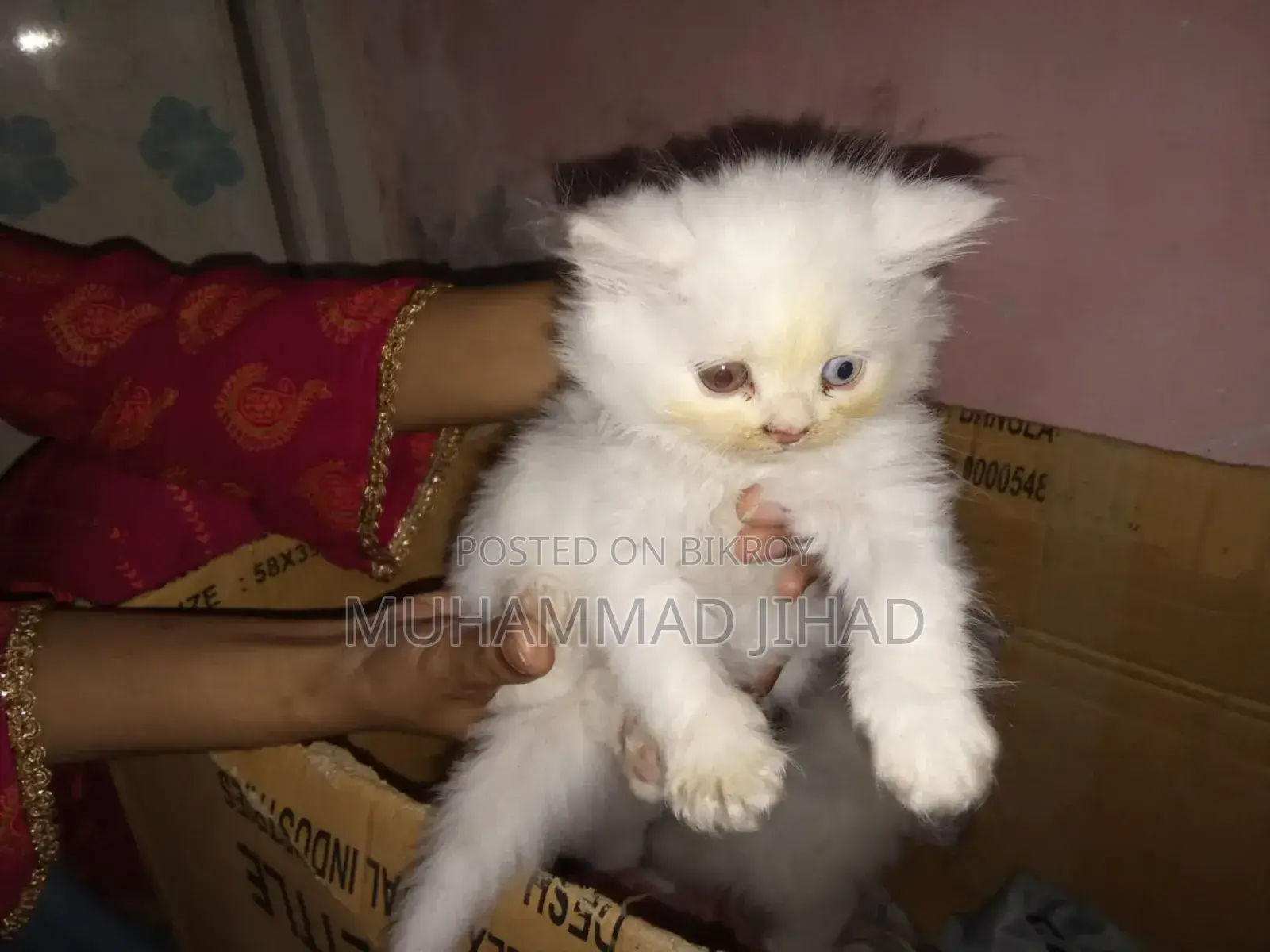 1-3 Months Female Mixed Breed Persian