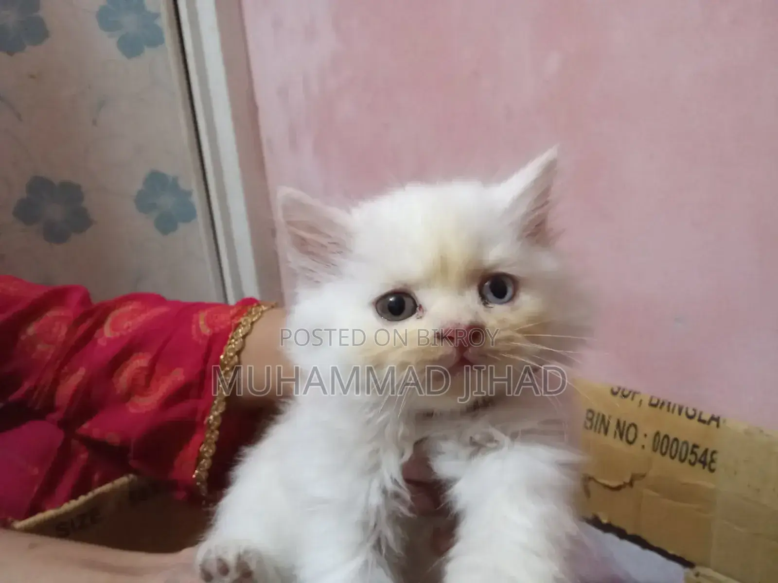 1-3 Months Female Mixed Breed Persian