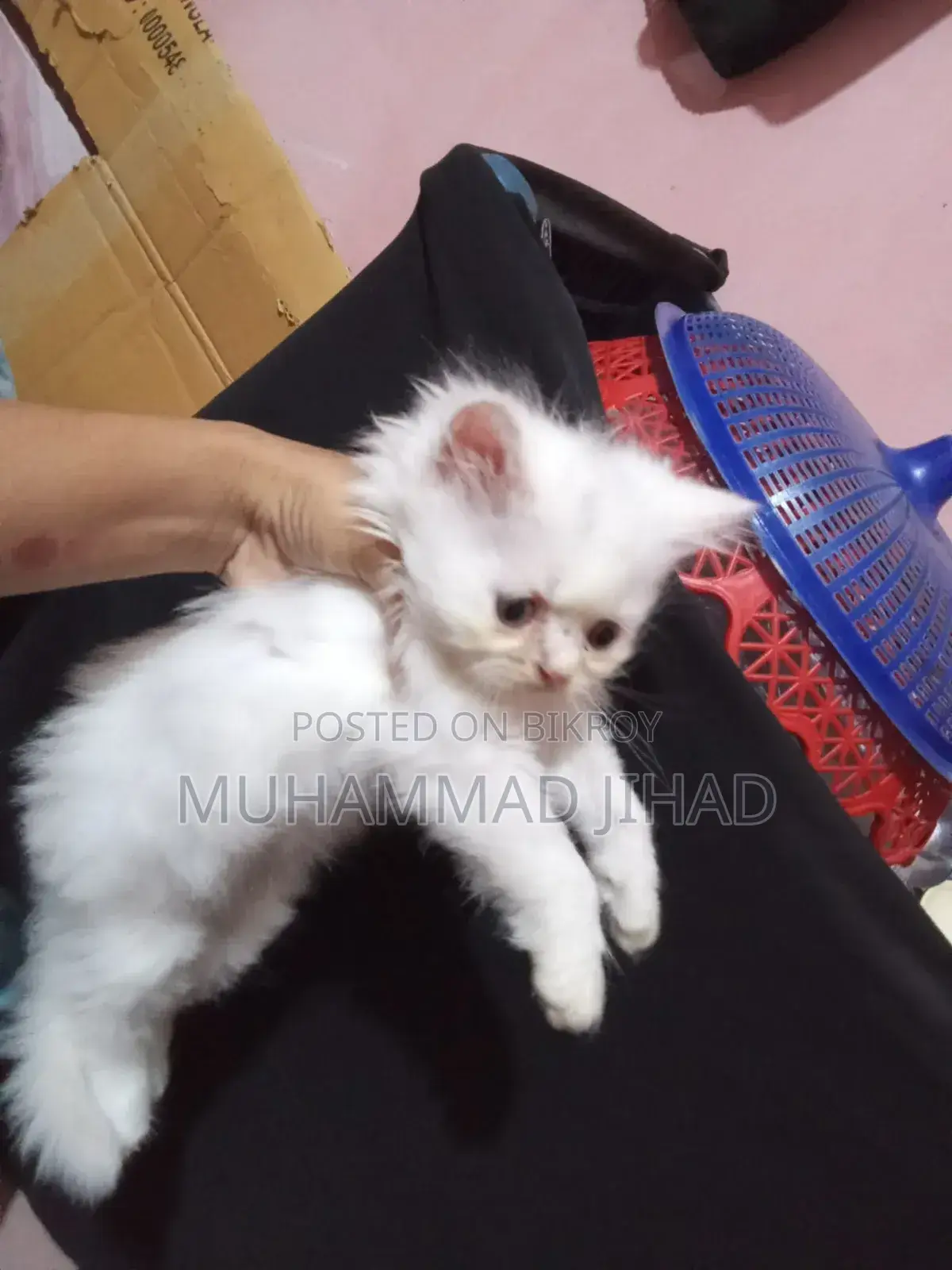 1-3 Months Female Mixed Breed Persian
