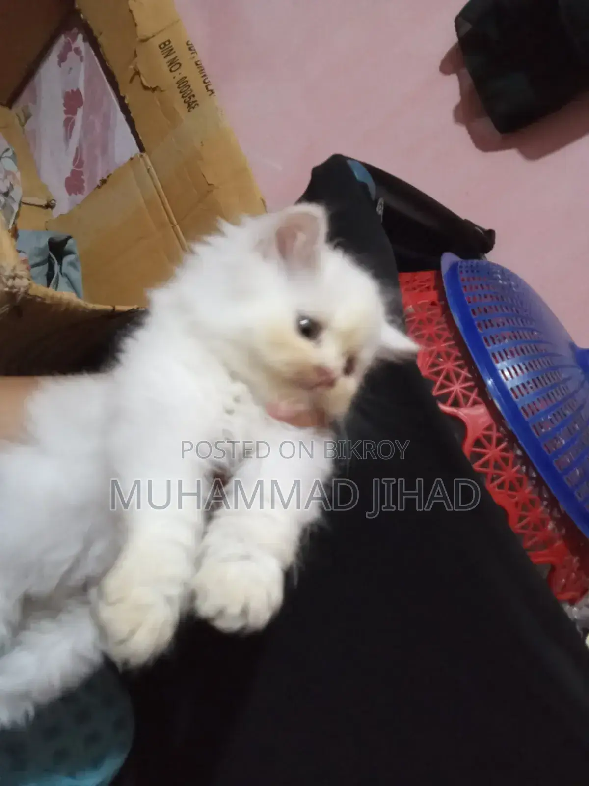 1-3 Months Female Mixed Breed Persian