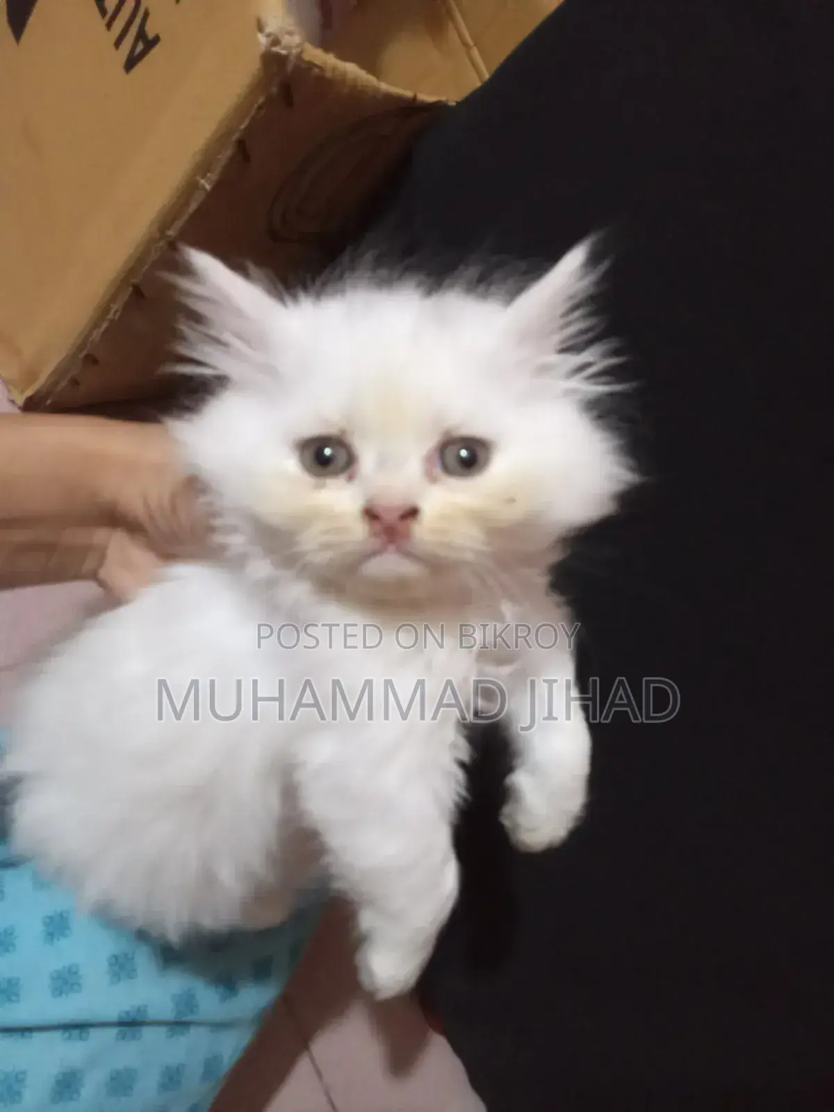 1-3 Months Female Mixed Breed Persian