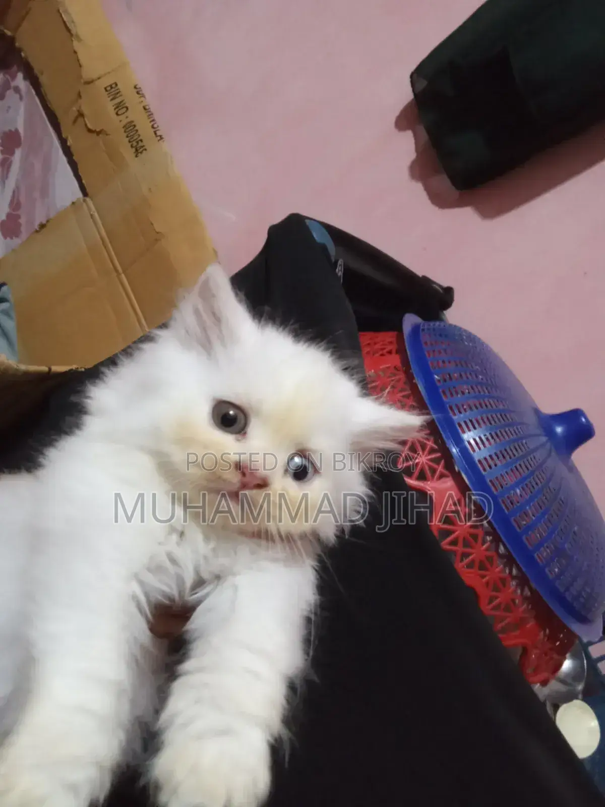 1-3 Months Female Mixed Breed Persian