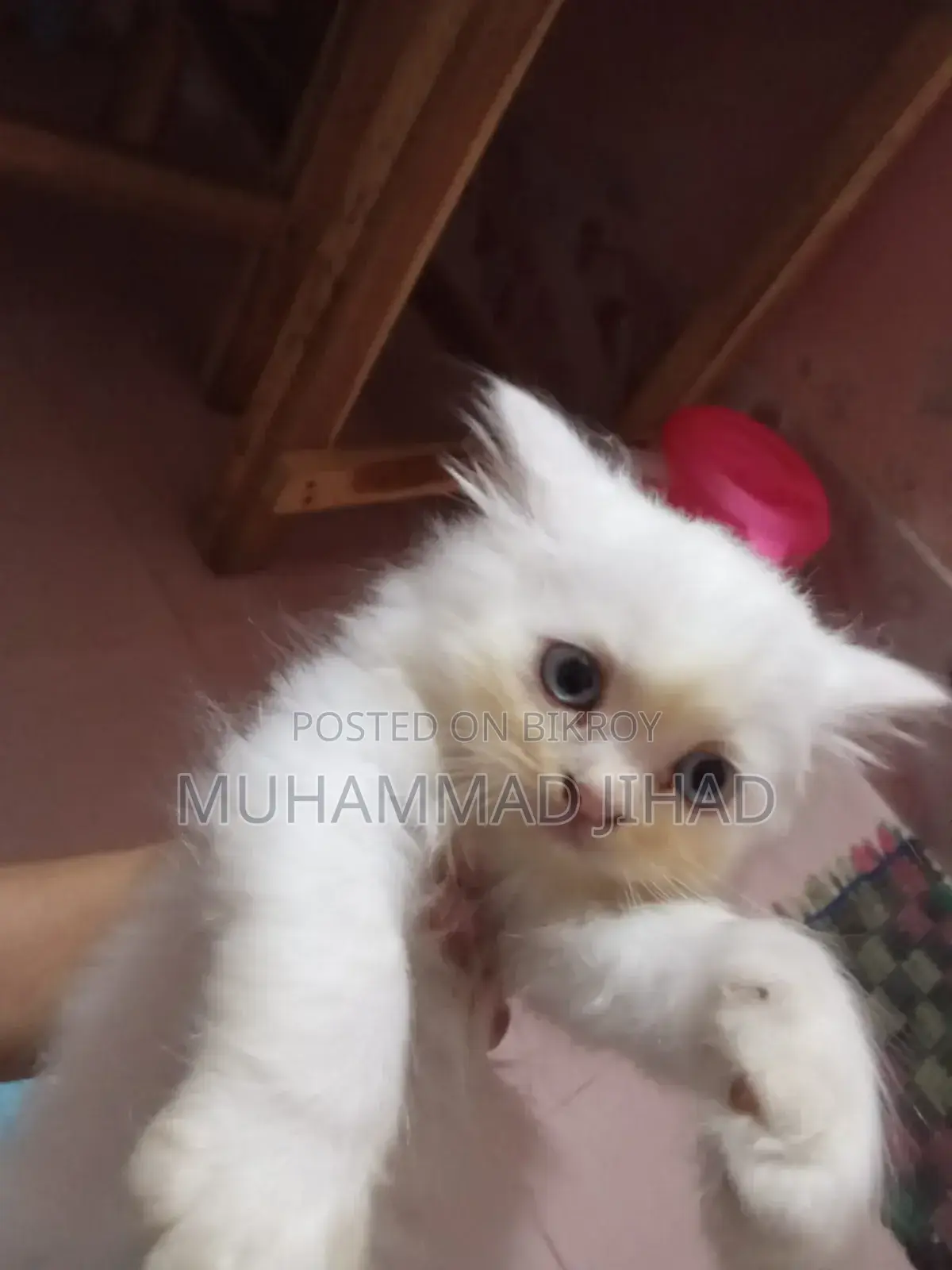 1-3 Months Female Mixed Breed Persian