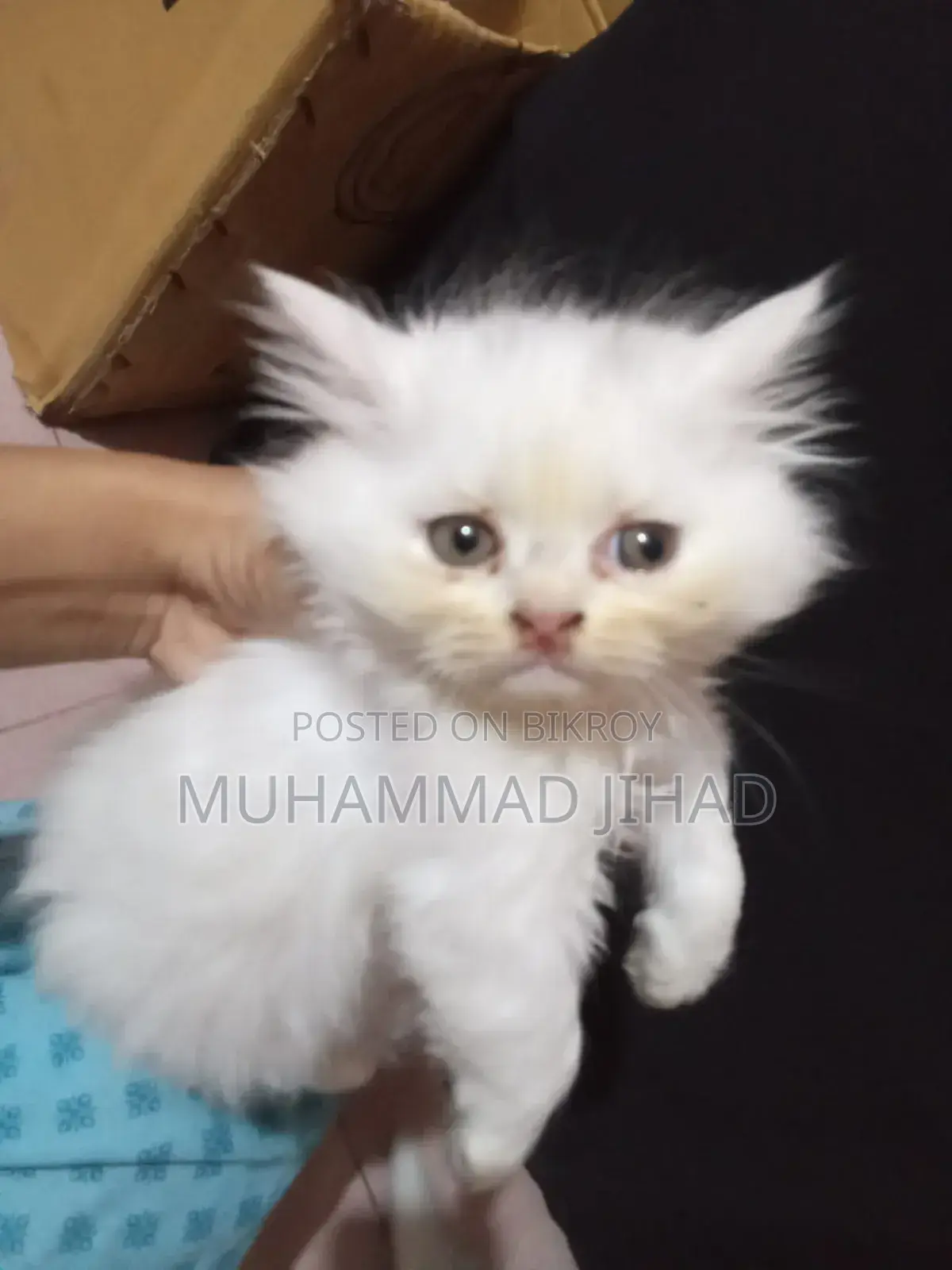 1-3 Months Female Mixed Breed Persian