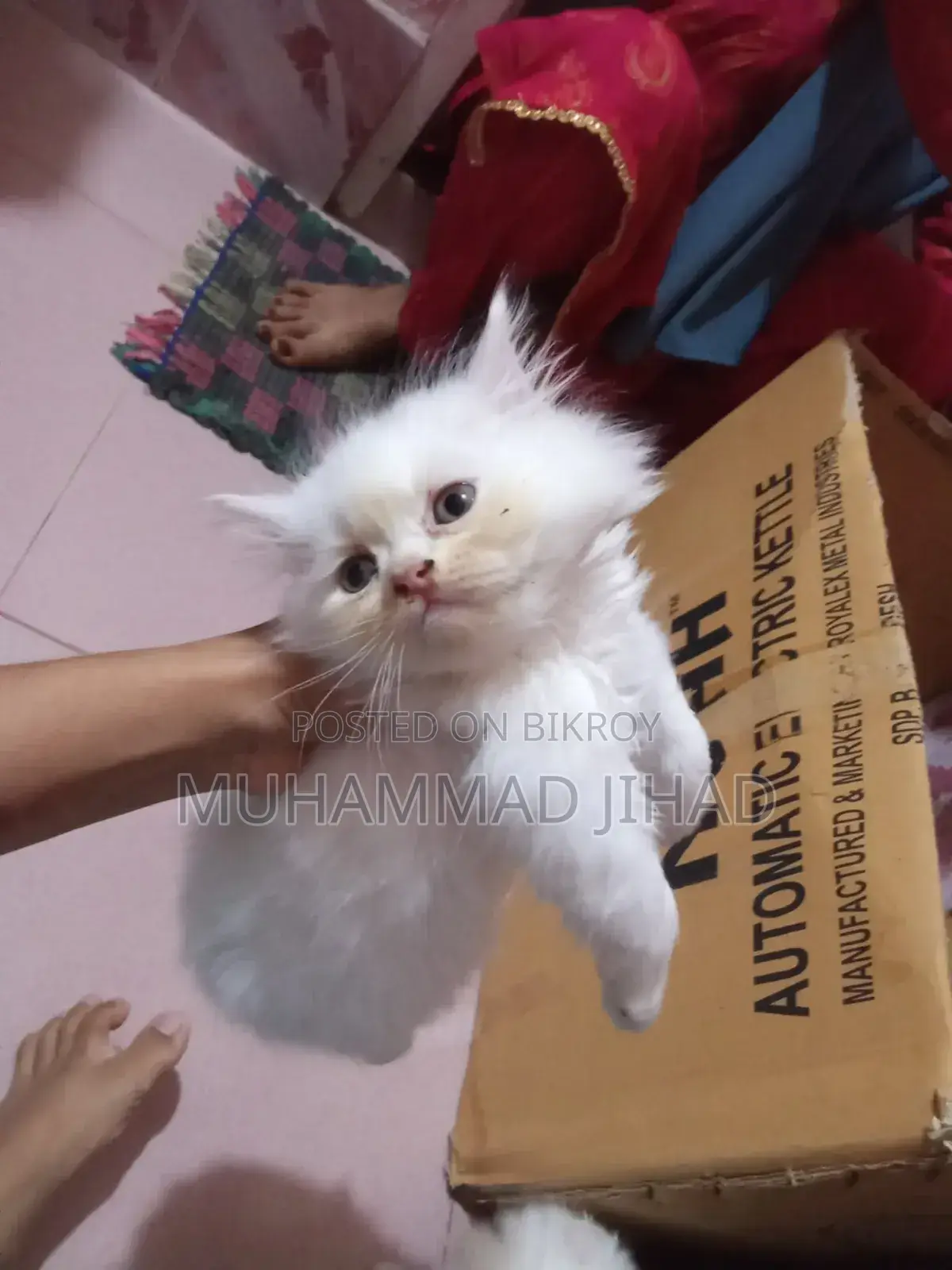 1-3 Months Female Mixed Breed Persian