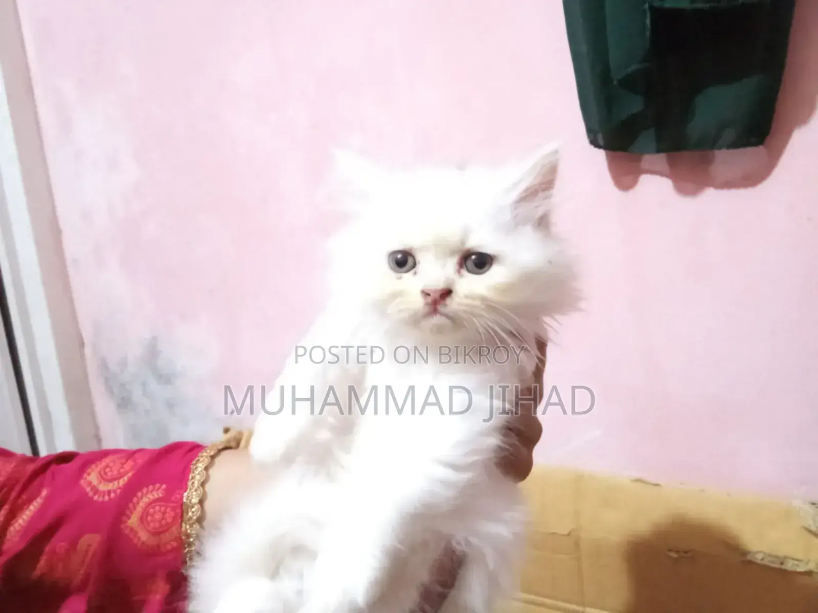1-3 Months Female Mixed Breed Persian