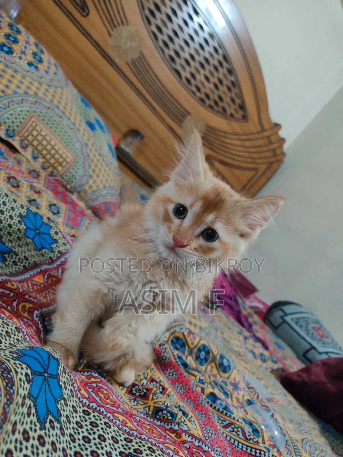 1-3 Months Male Purebred Persian