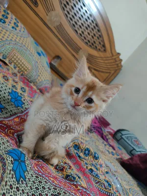 1-3 Months Male Purebred Persian