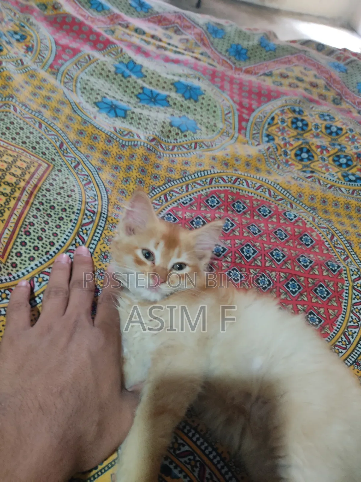 1-3 Months Male Purebred Persian