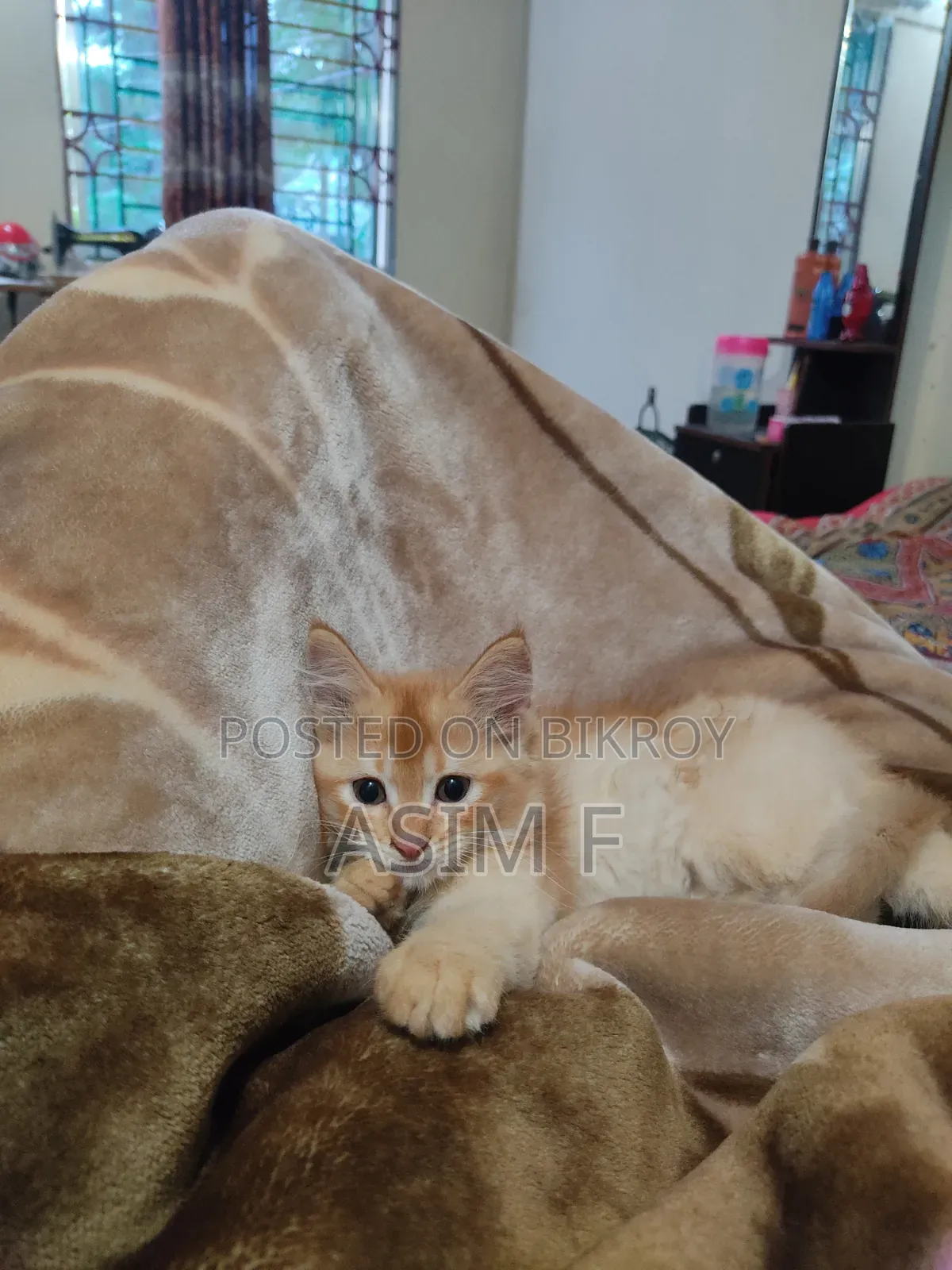 1-3 Months Male Purebred Persian