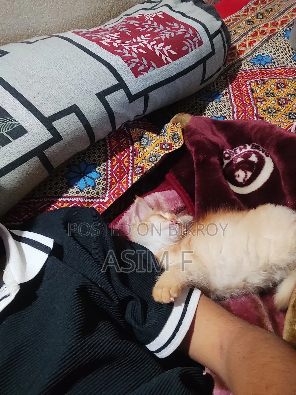 1-3 Months Male Purebred Persian