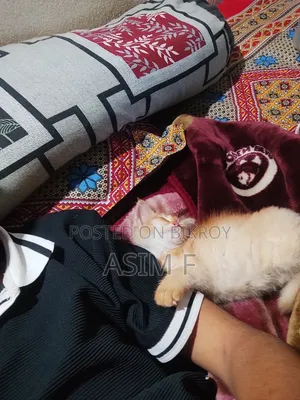 1-3 Months Male Purebred Persian