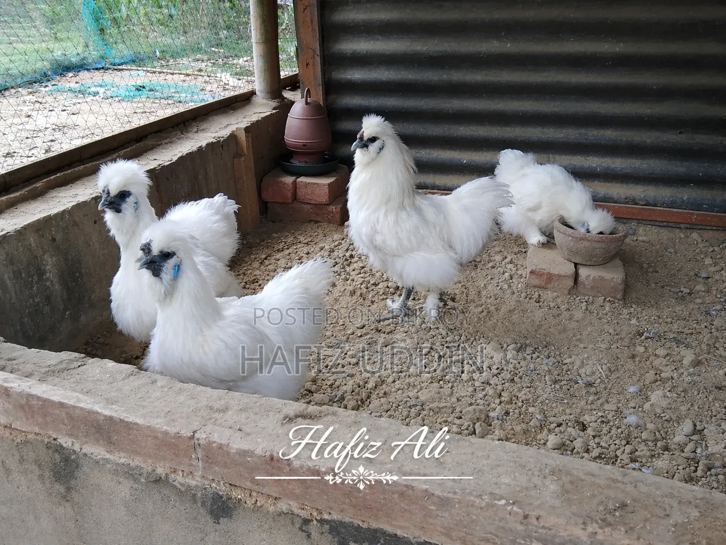Silkie Chicken Hatching Eggs