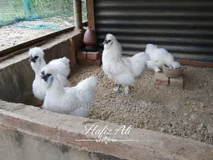 সিল্কি মুরগির বিজ ডিম
