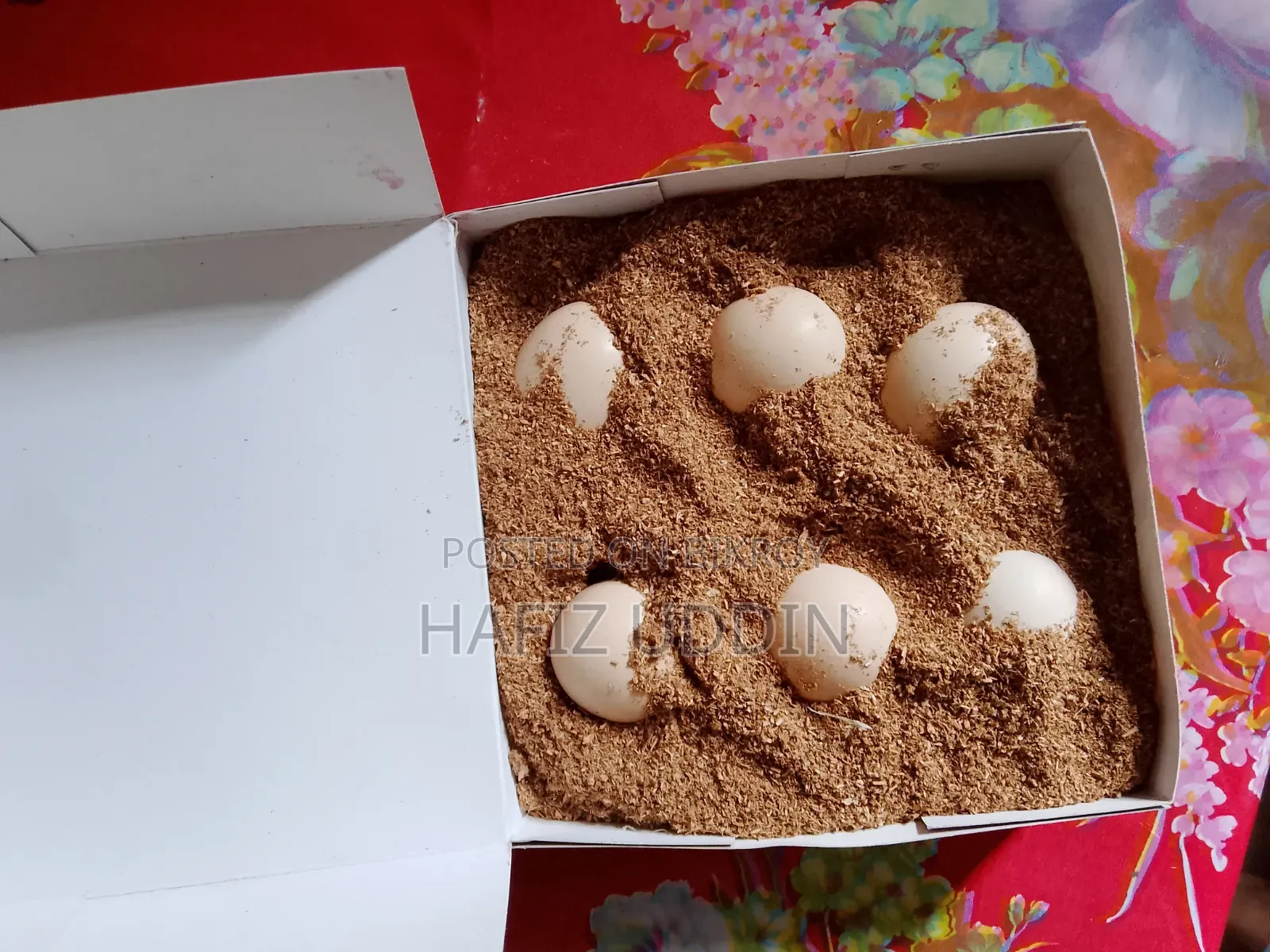 Silkie Chicken Hatching Eggs