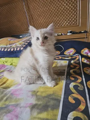 1-3 Months Male Purebred Persian