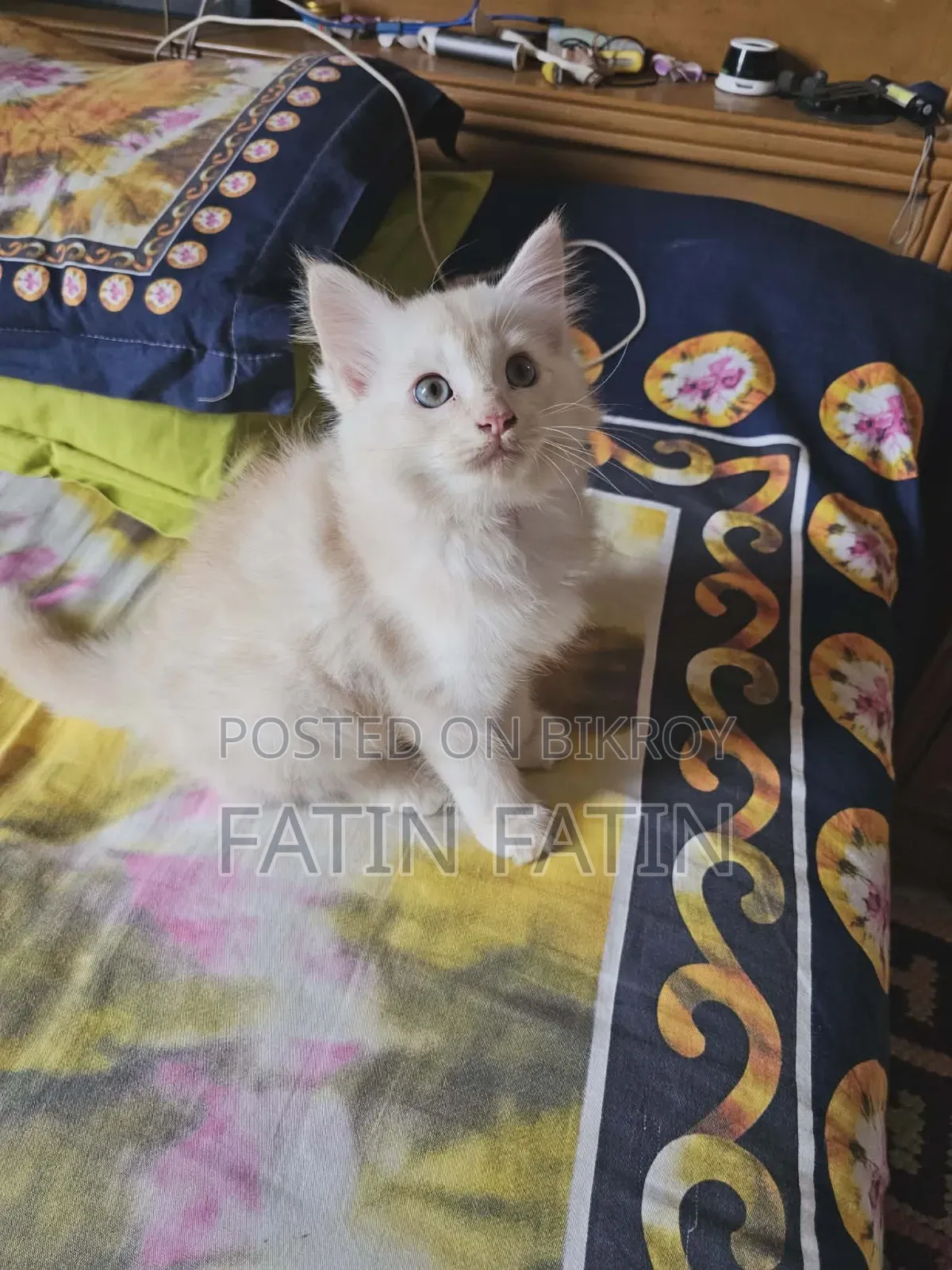 1-3 Months Male Purebred Persian
