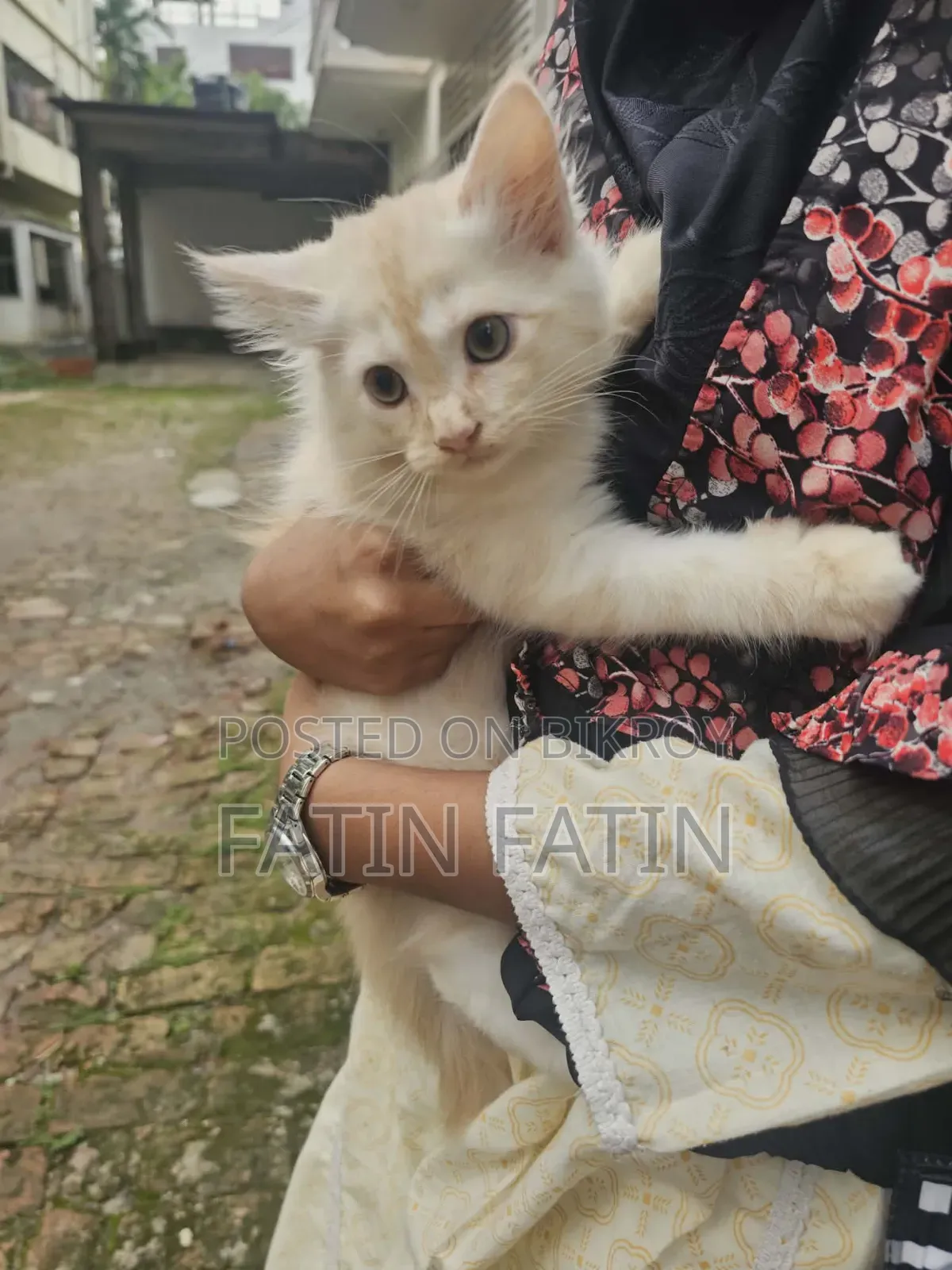 1-3 Months Male Purebred Persian