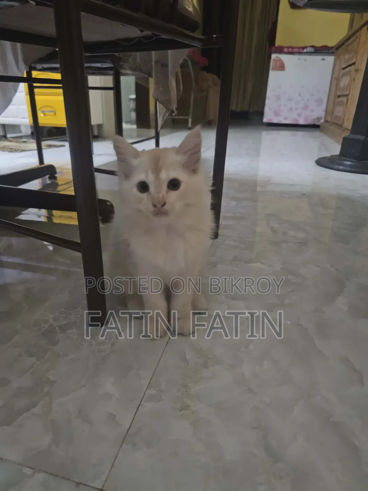 1-3 Months Male Purebred Persian