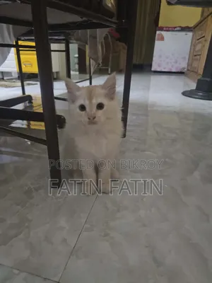 1-3 Months Male Purebred Persian