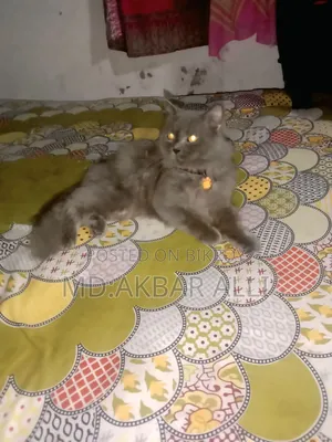 1+ Year Male Purebred Cat