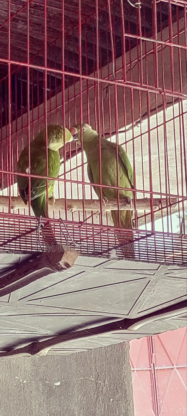 Ringneck Parrots + Cage