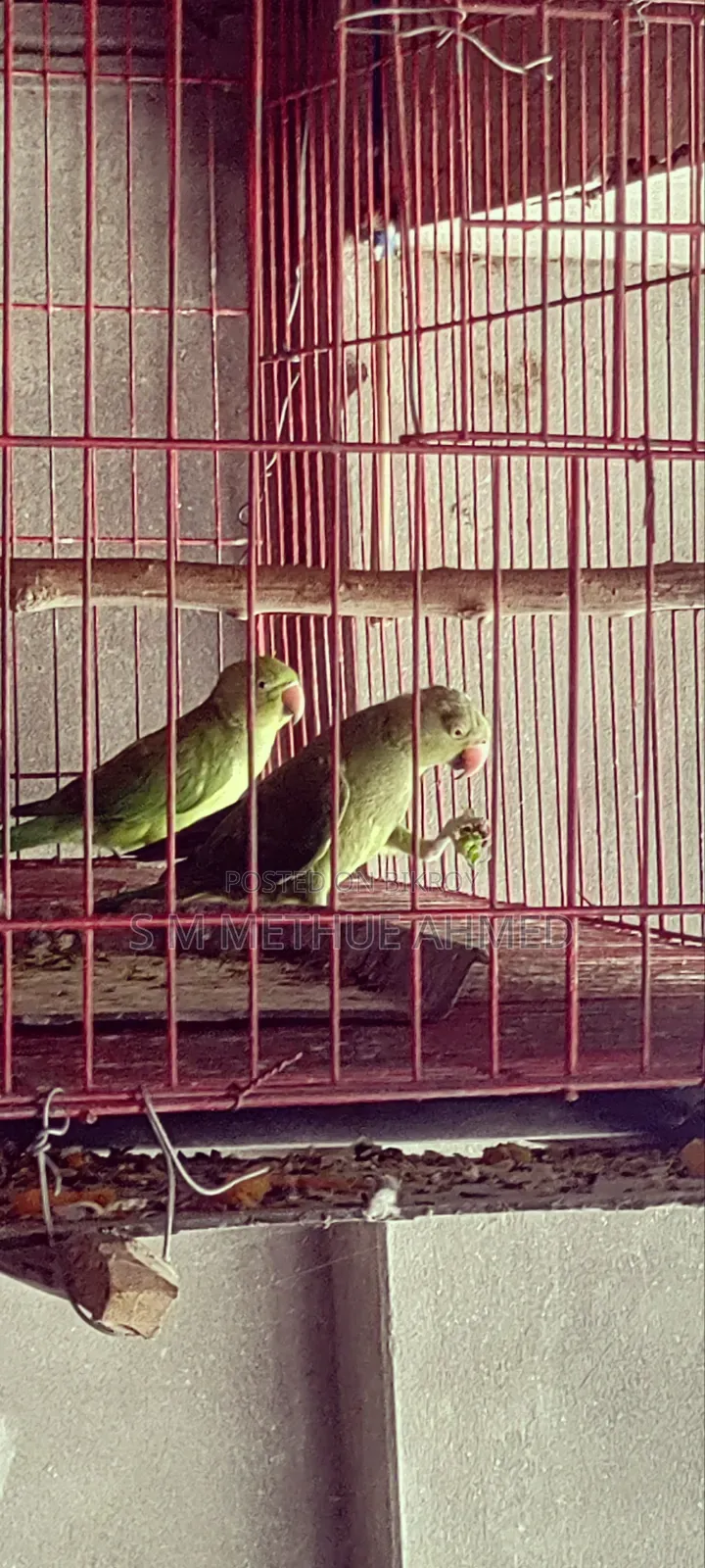 Ringneck Parrots + Cage