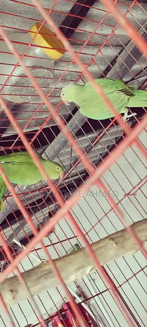 Ringneck Parrots + Cage