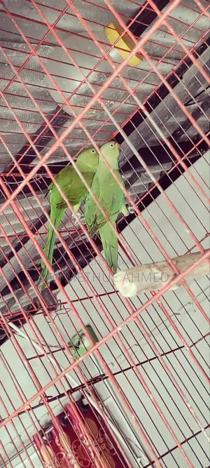 Ringneck Parrots + Cage