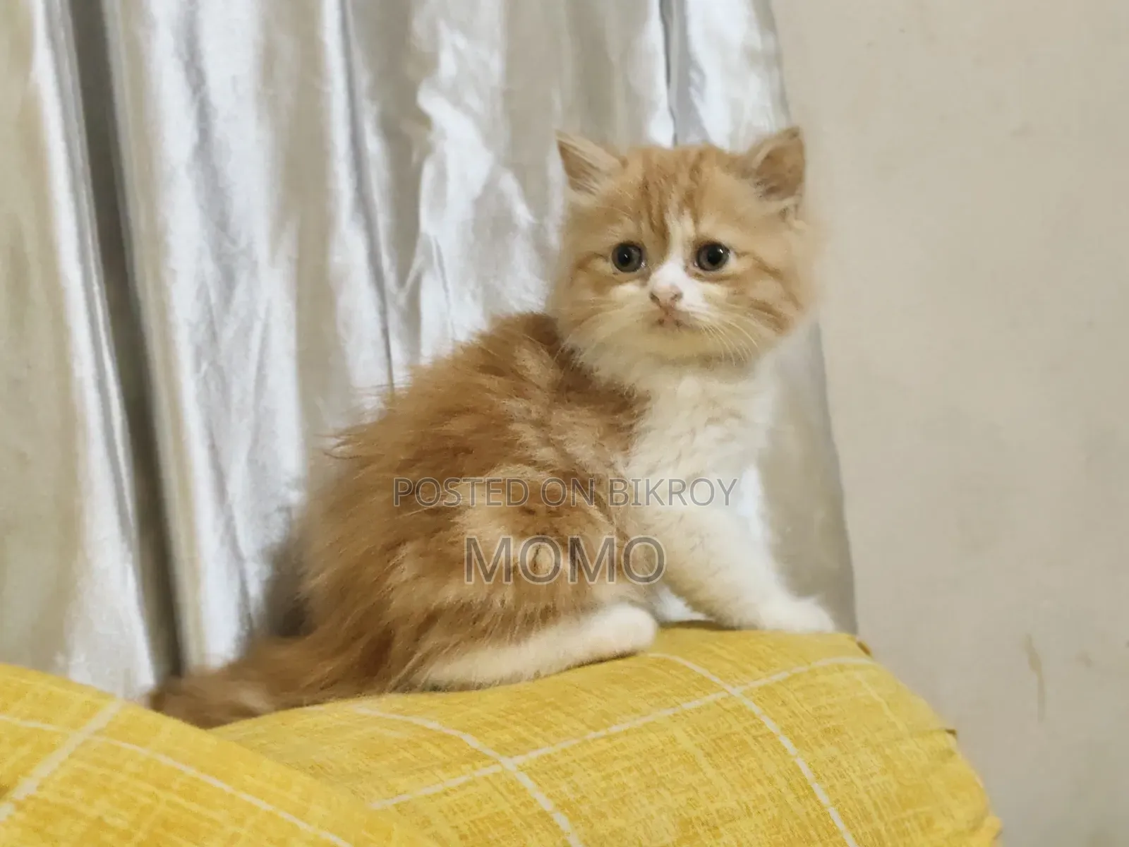 1-3 Months Male Purebred Persian