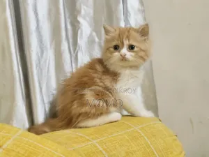 1-3 Months Male Purebred Persian