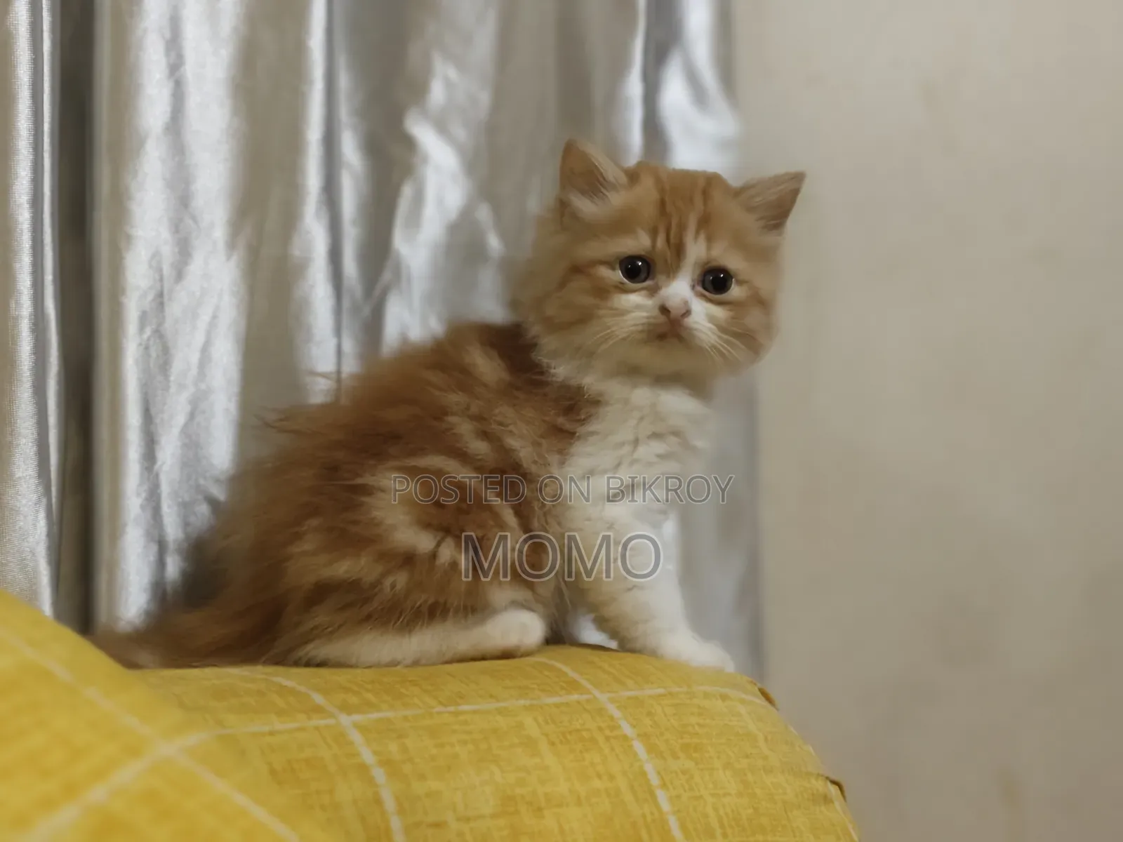 1-3 Months Male Purebred Persian