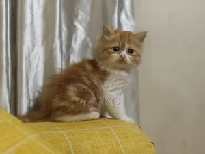 1-3 Months Male Purebred Persian