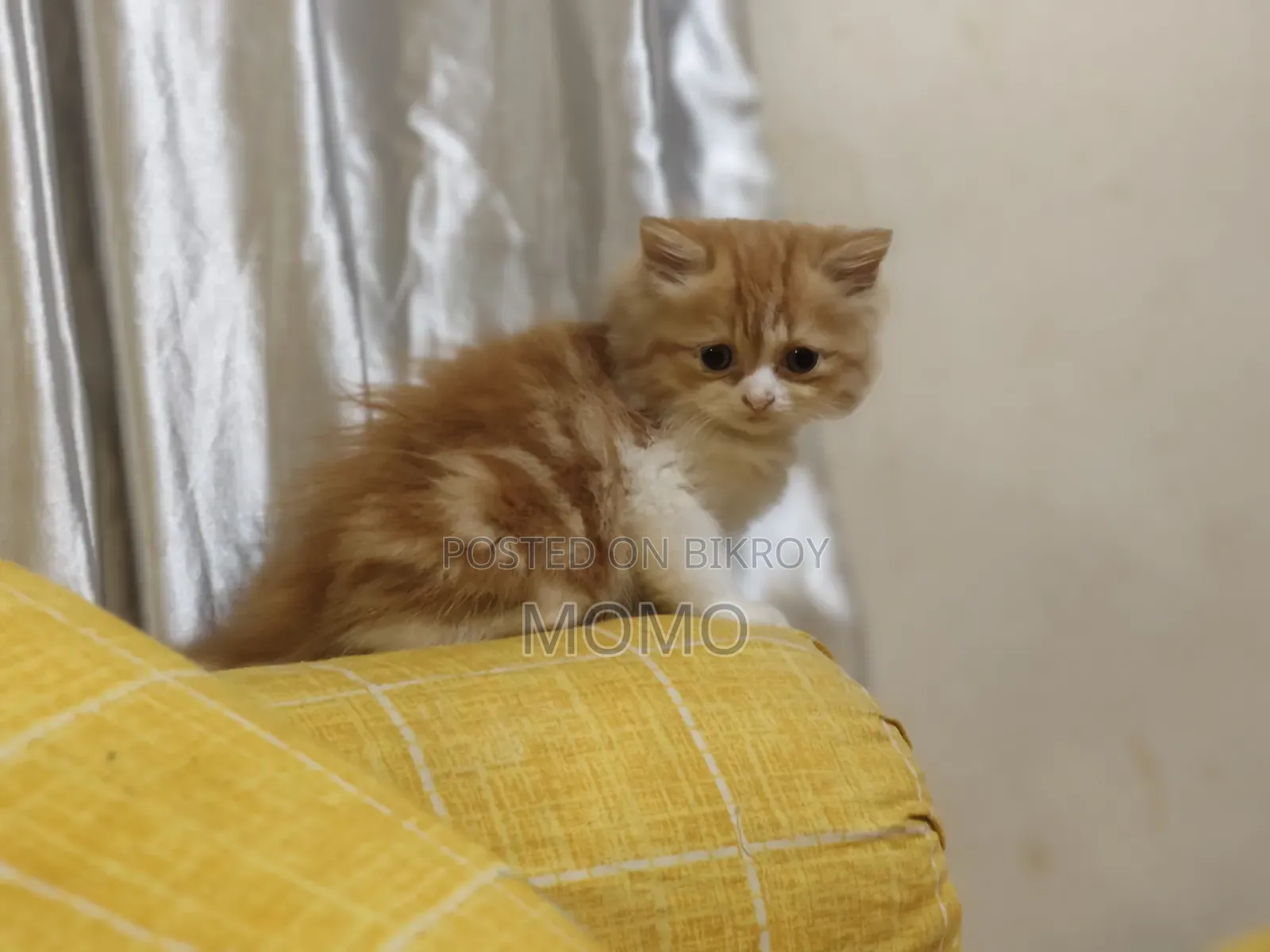 1-3 Months Male Purebred Persian