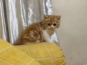 1-3 Months Male Purebred Persian