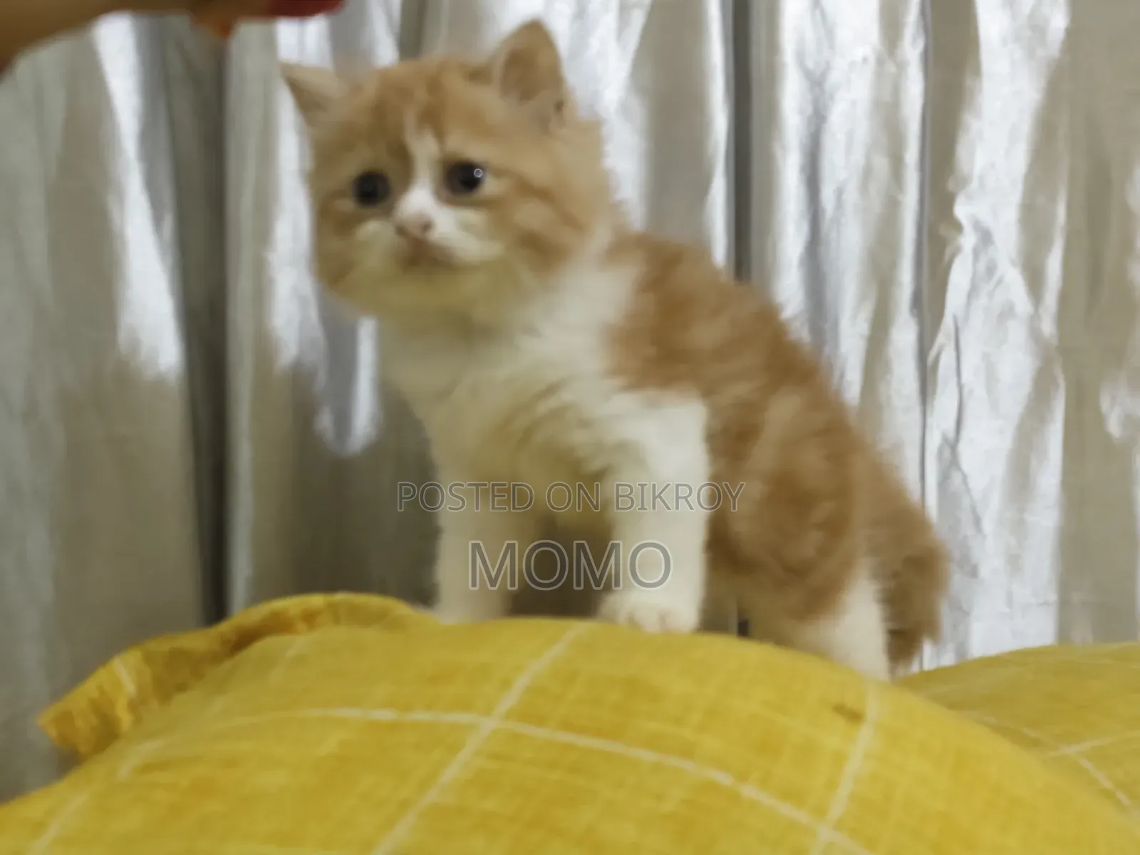 1-3 Months Male Purebred Persian