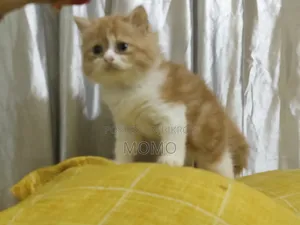 1-3 Months Male Purebred Persian