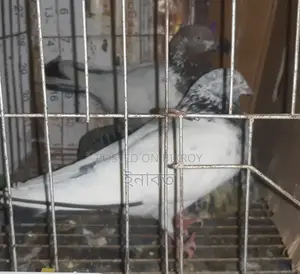 গিরিবাজ রানিং কবুতর জোড়া।