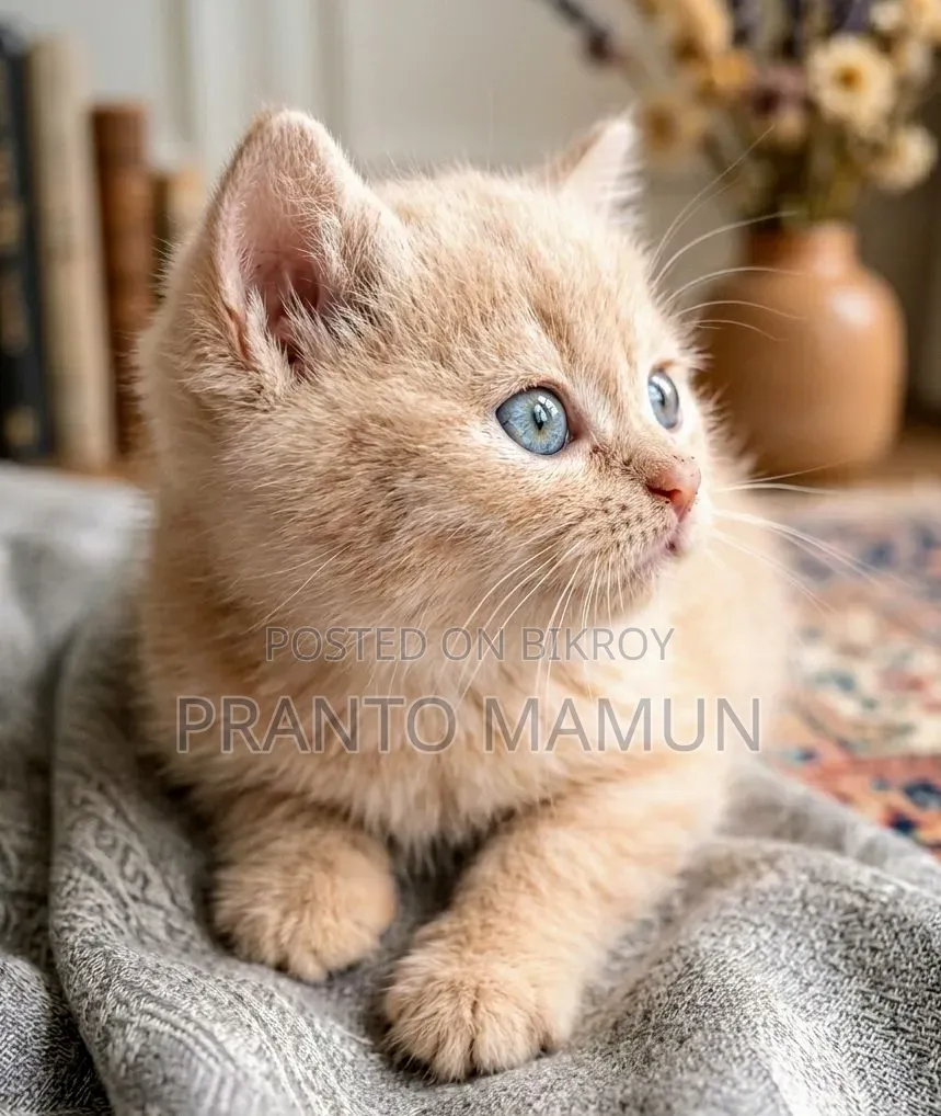 1-3 Months Female Purebred Persian Kitten