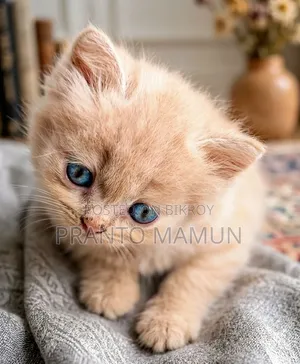 1-3 Months Female Purebred Persian Kitten