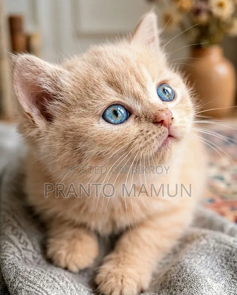 1-3 Months Female Purebred Persian Kitten