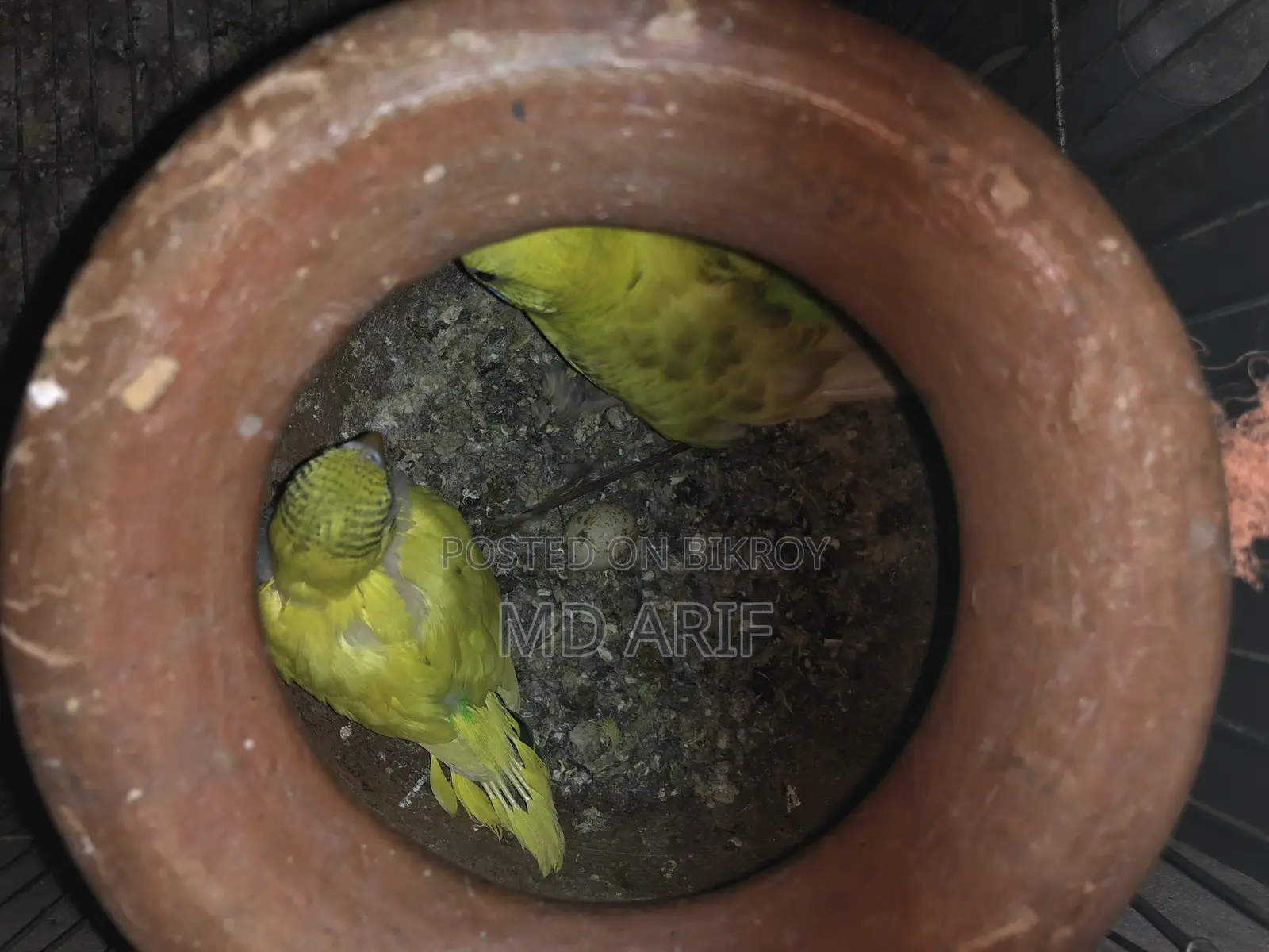রানিং বাজরিগার পাখি বিক্রি করা হবে
