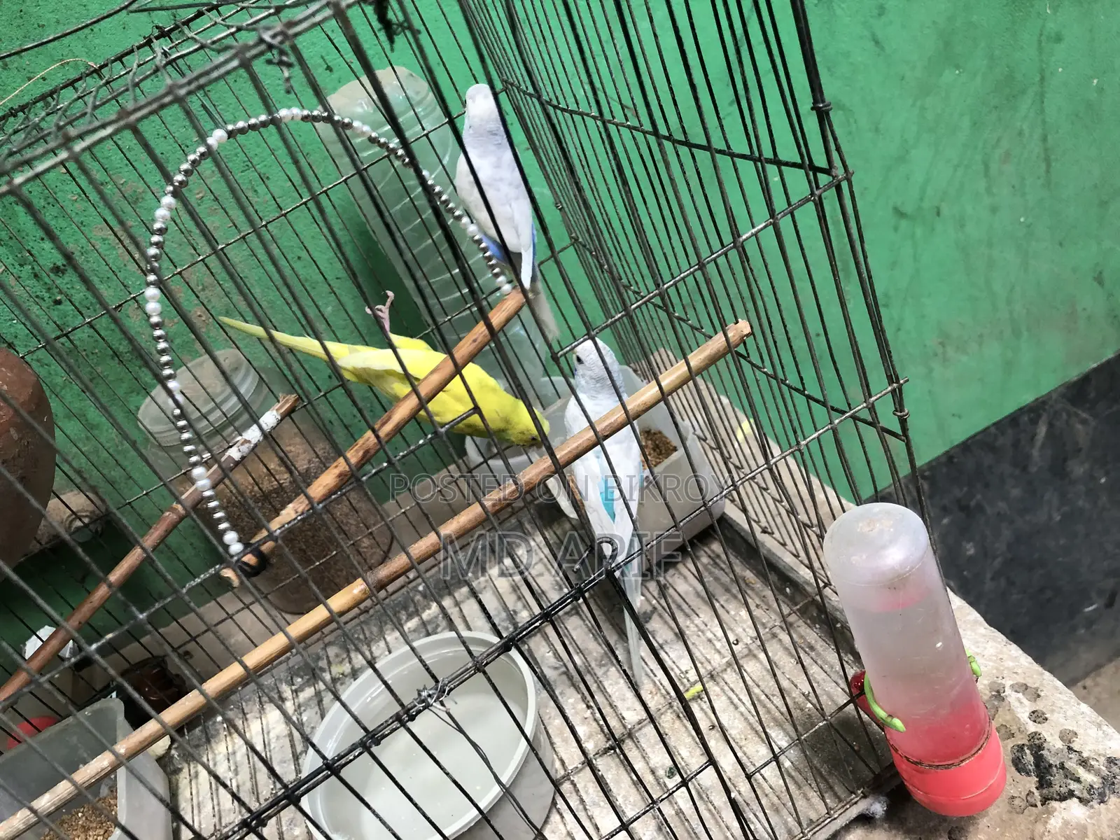 রানিং বাজরিগার পাখি বিক্রি করা হবে