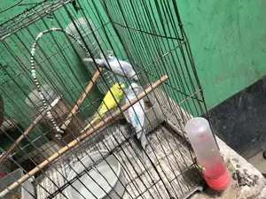 রানিং বাজরিগার পাখি বিক্রি করা হবে