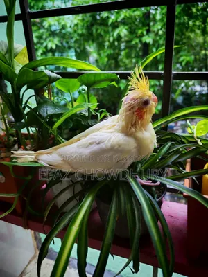 ককাটেল পাখির বেবি