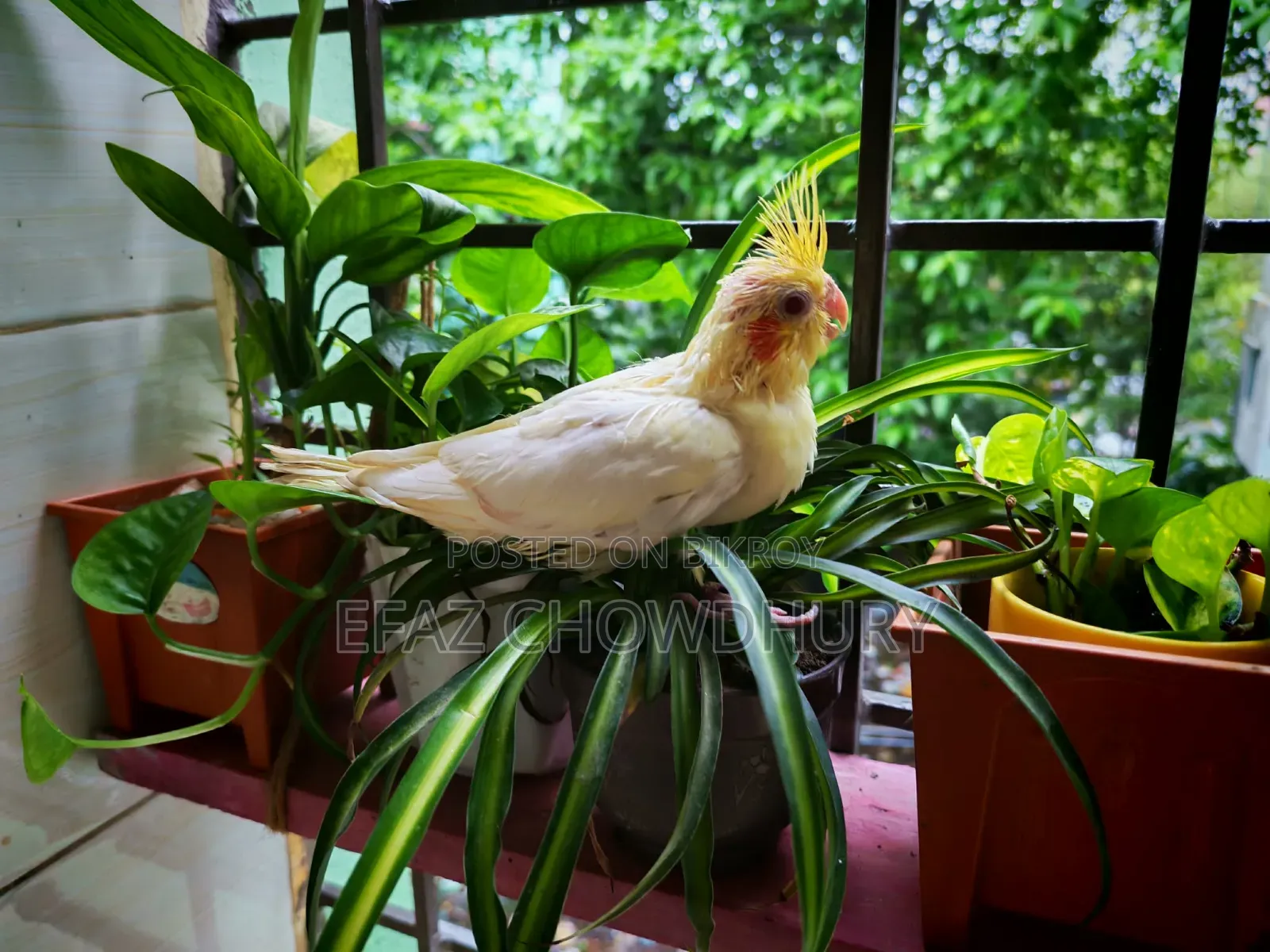 ককাটেল পাখির বেবি