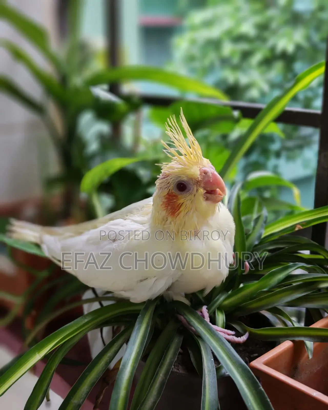 ককাটেল পাখির বেবি