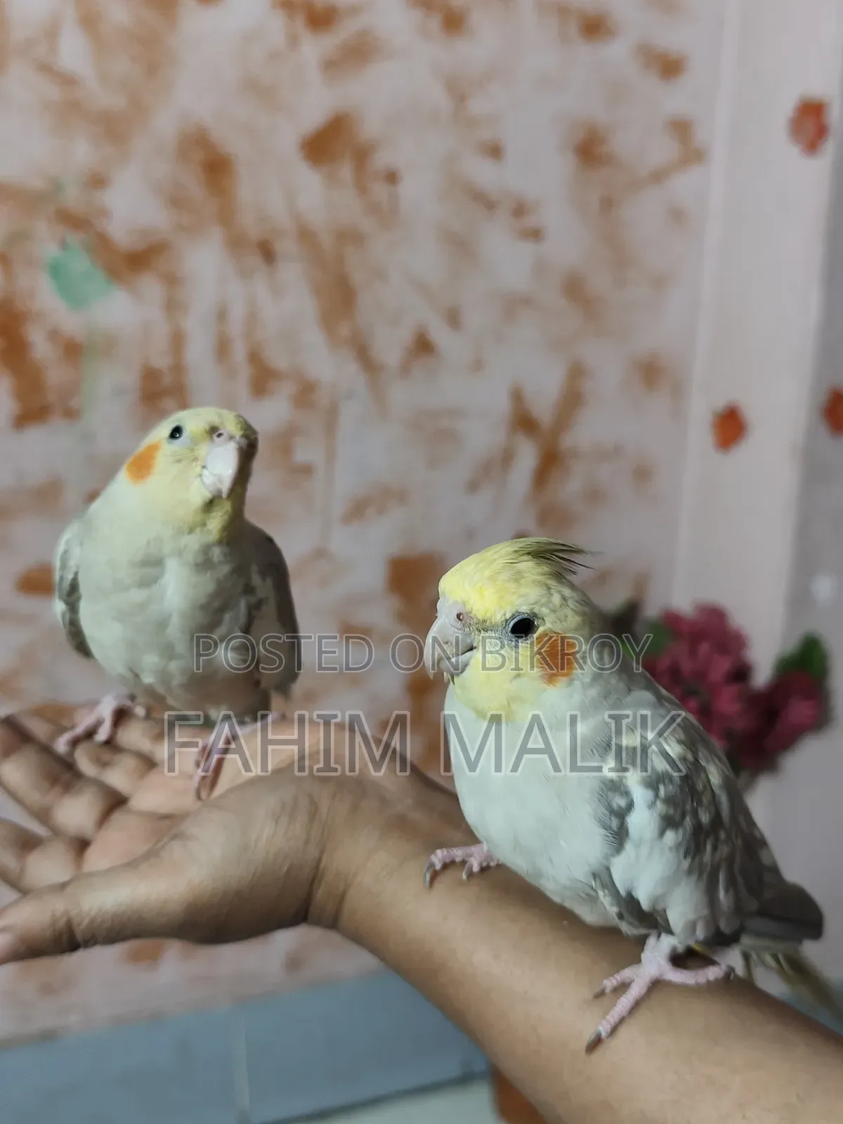 Cockatiel Birds