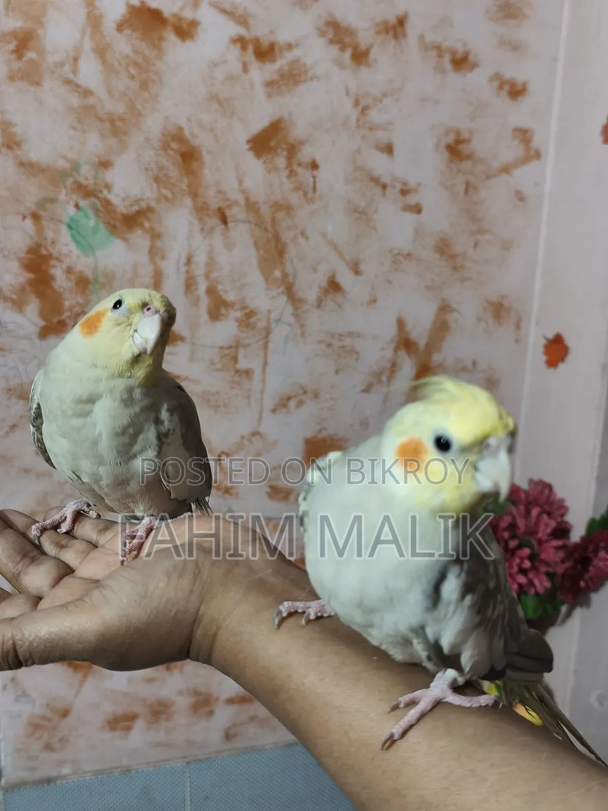 Cockatiel Birds