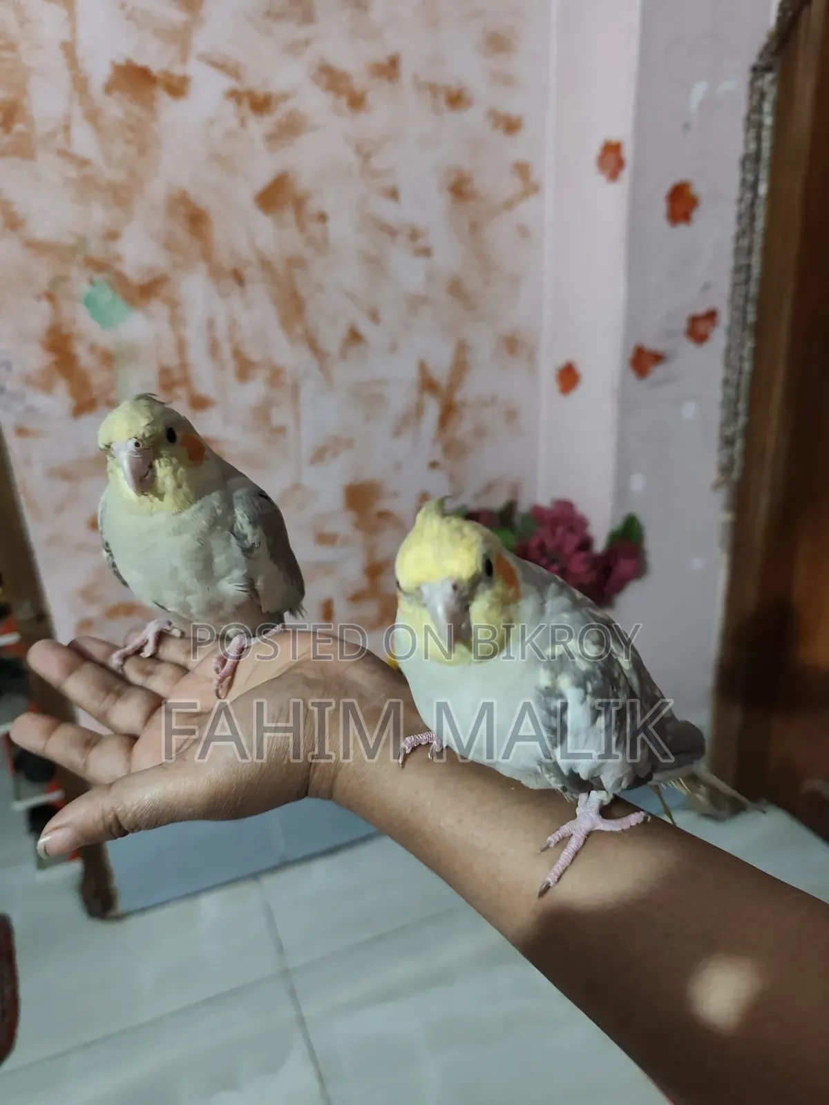 Cockatiel Birds